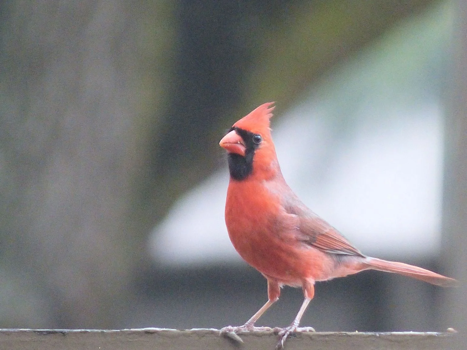 Male Cardinal on fence