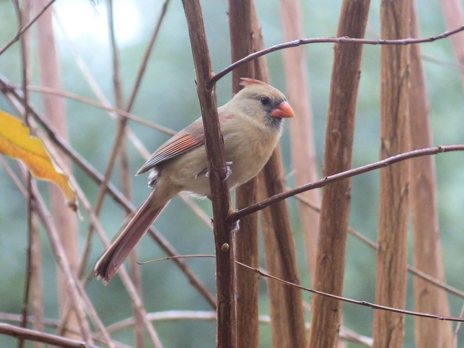 Female Cardinal being cautious