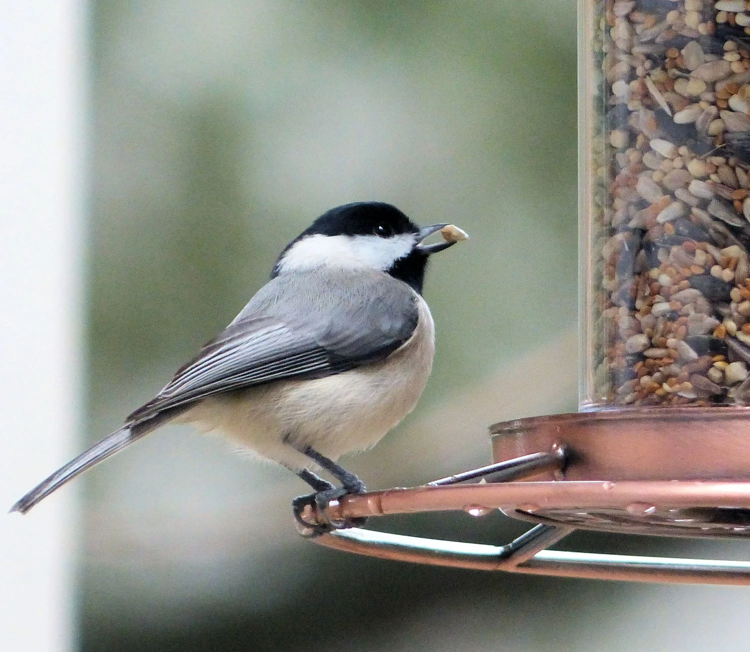 Carolina Chickadee