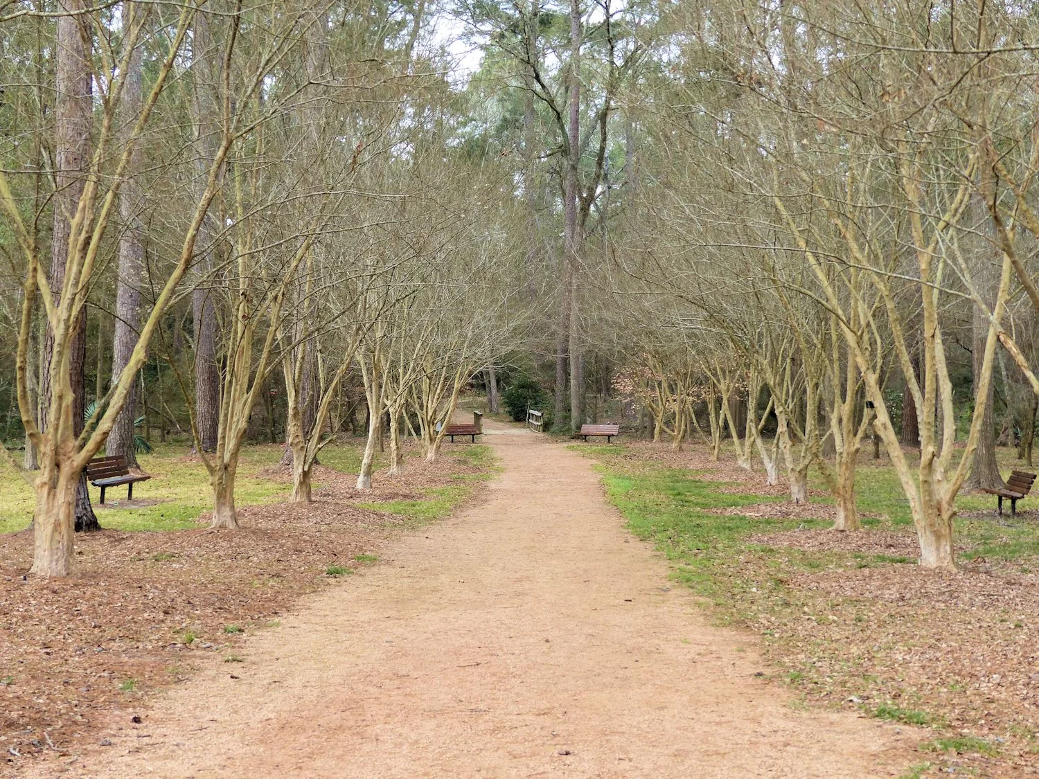 Maple area in February