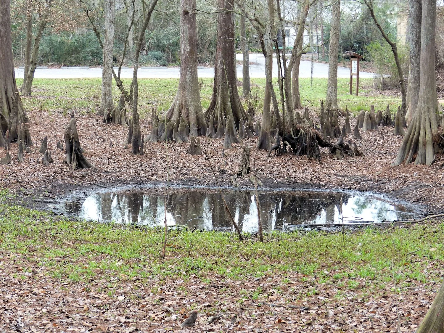mercer_swamp_feb_1500.jpg