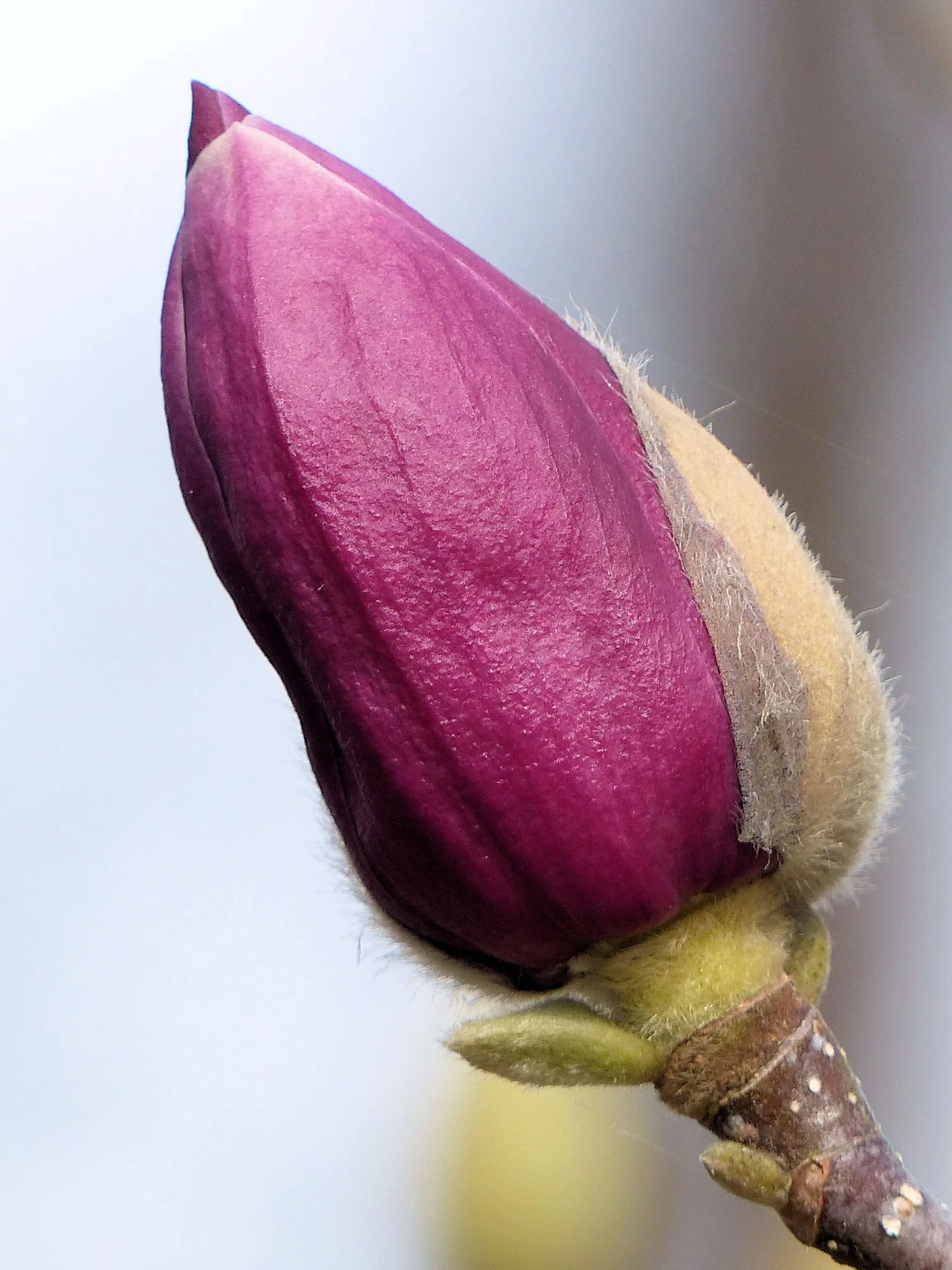 Tulip Magnolia bud