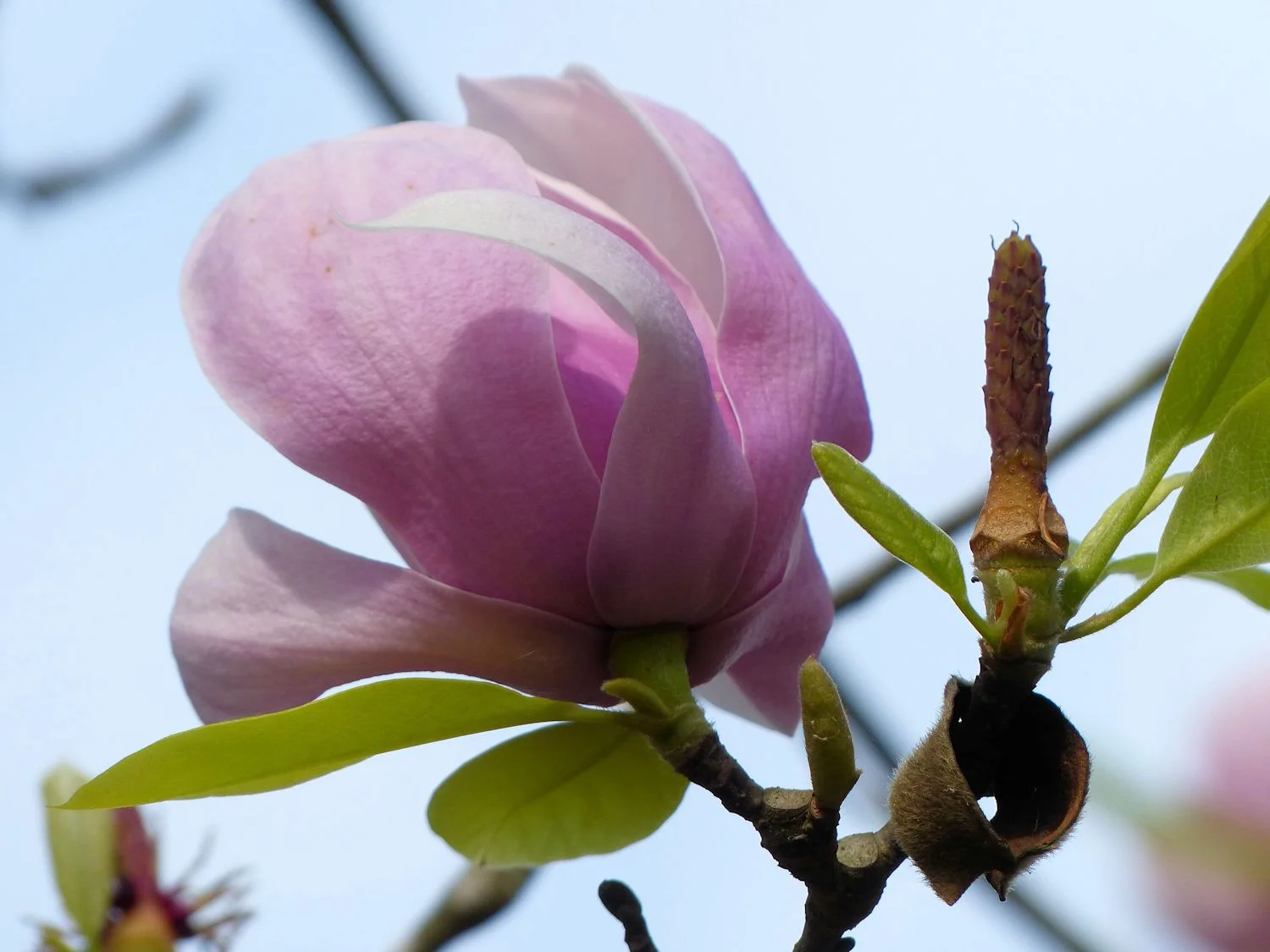 Tulip Magnolia bloom