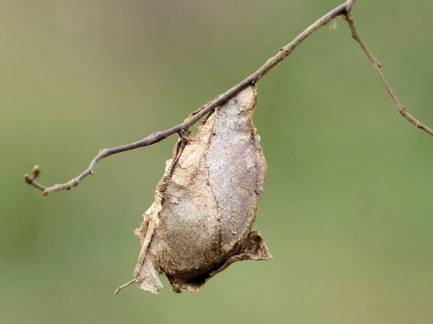 MOAR Lovely Dried Crap ... or maybe it is a chrysalis? With something exciting inside?