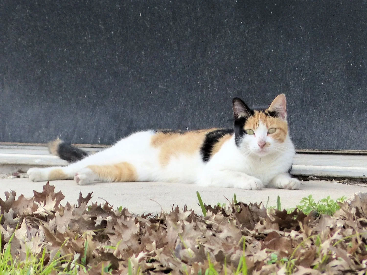 Rosenberg Calico Cat