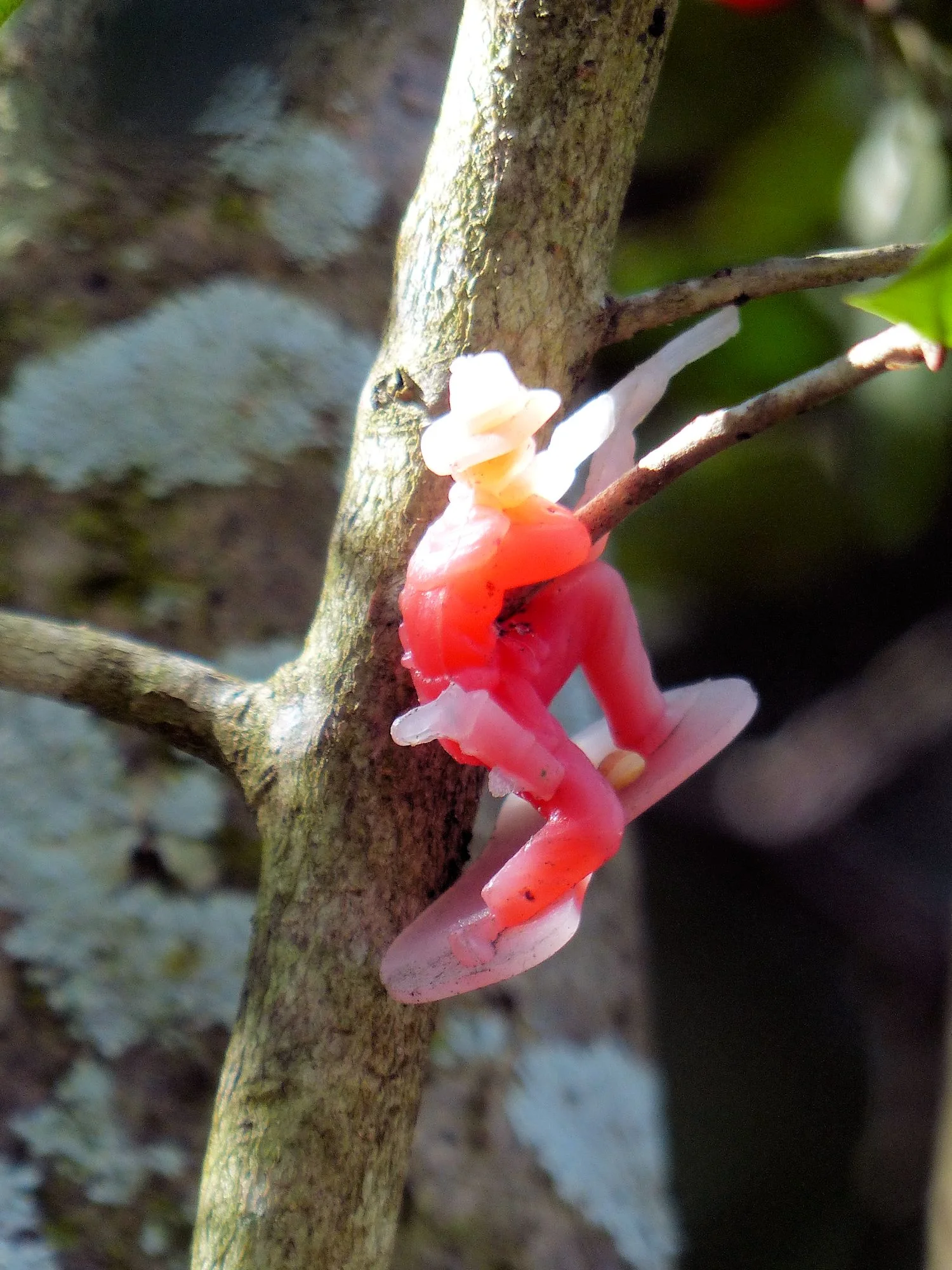 Toy Rifleman in the tree