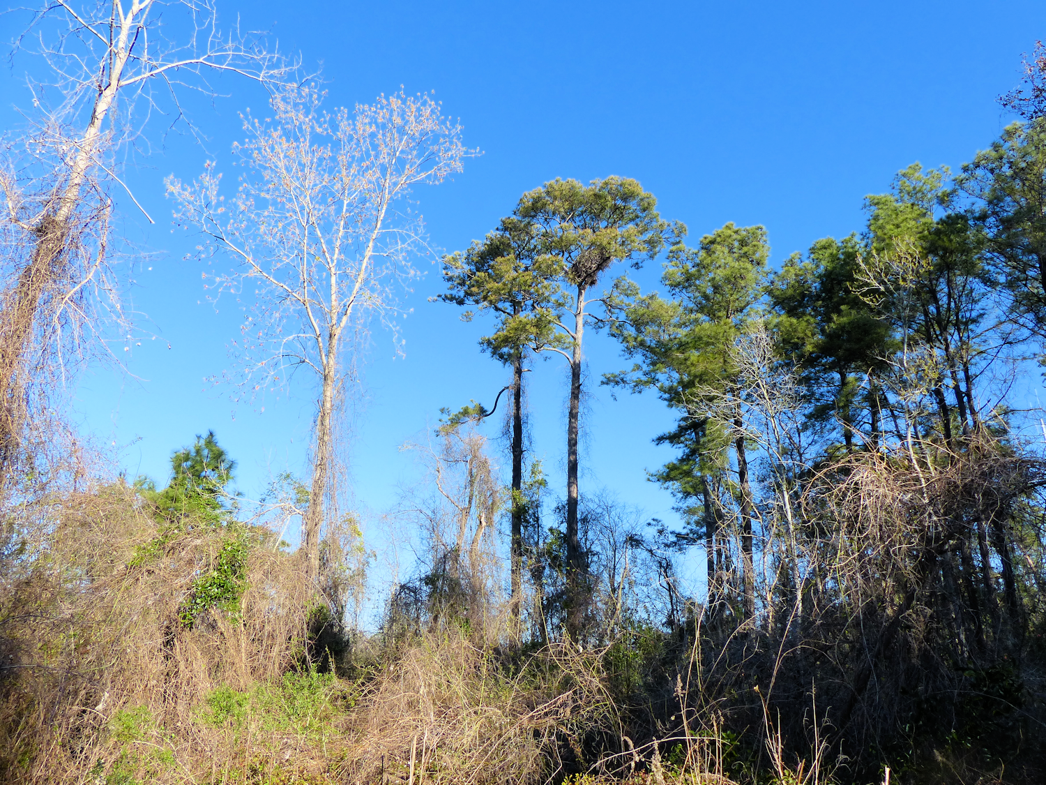 Eagle nest in that tallest pine tree really far away.