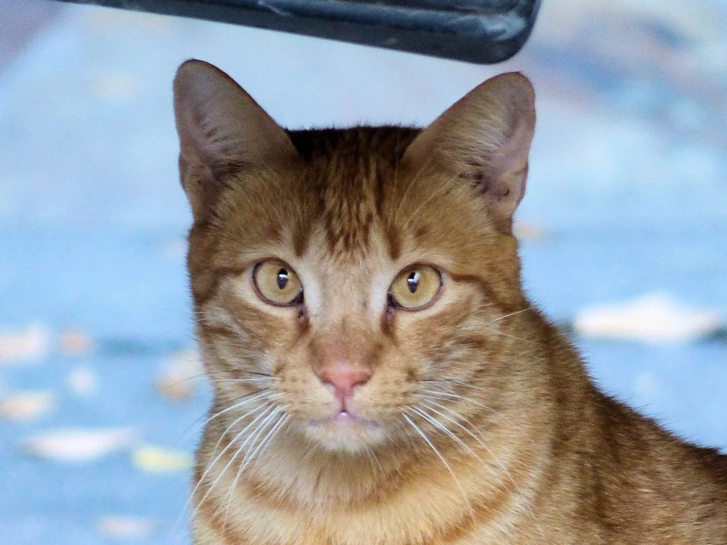 Hiding under a truck kitteh