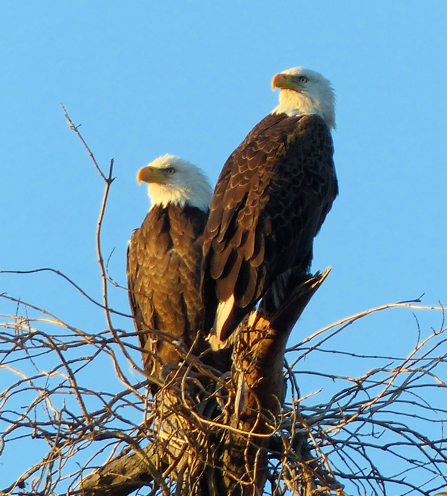 Mr. and Mrs. Eagle