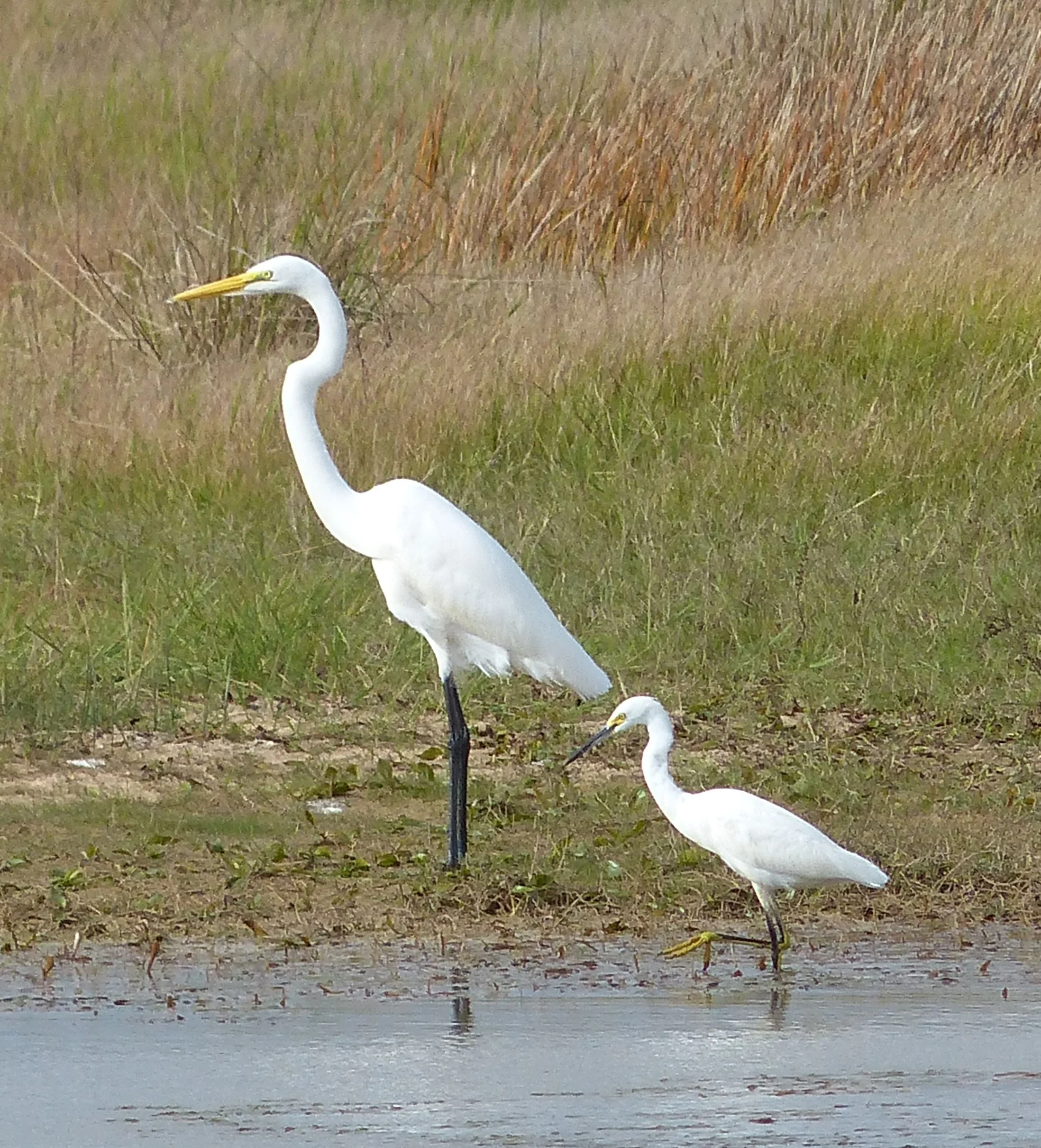 Big = Great Egret LIttle = Snowy Egret