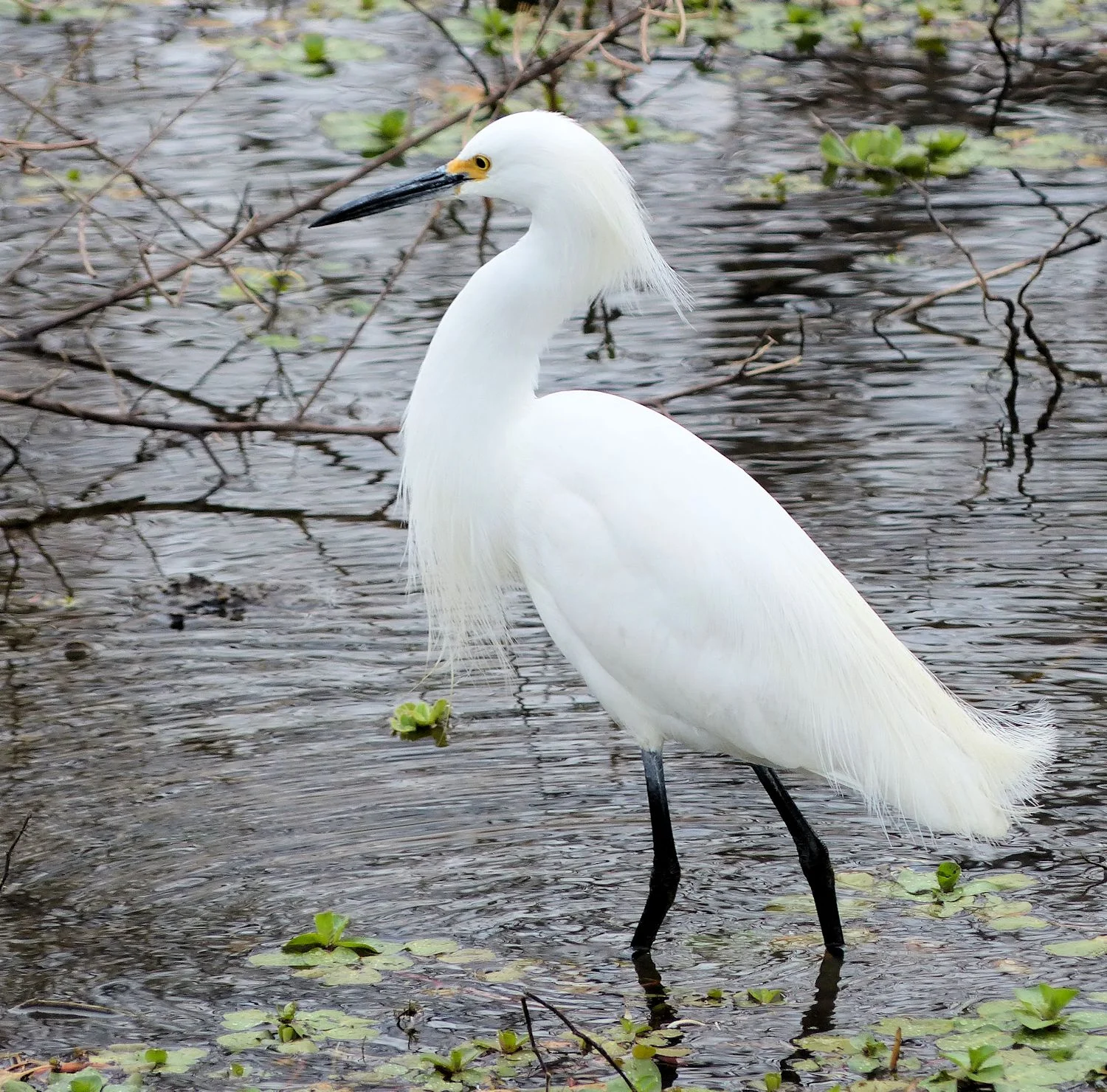 The ever elegant Snowy Egret