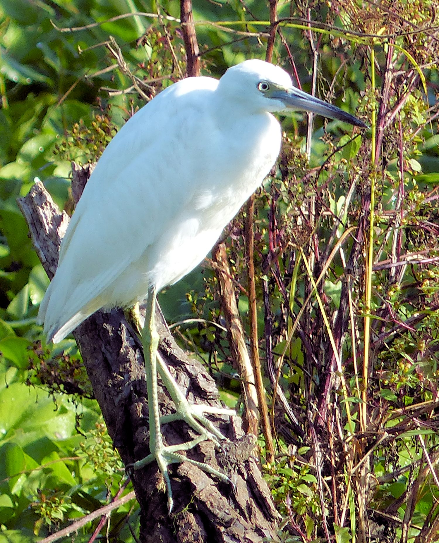 Juvenile Little Blue Heron