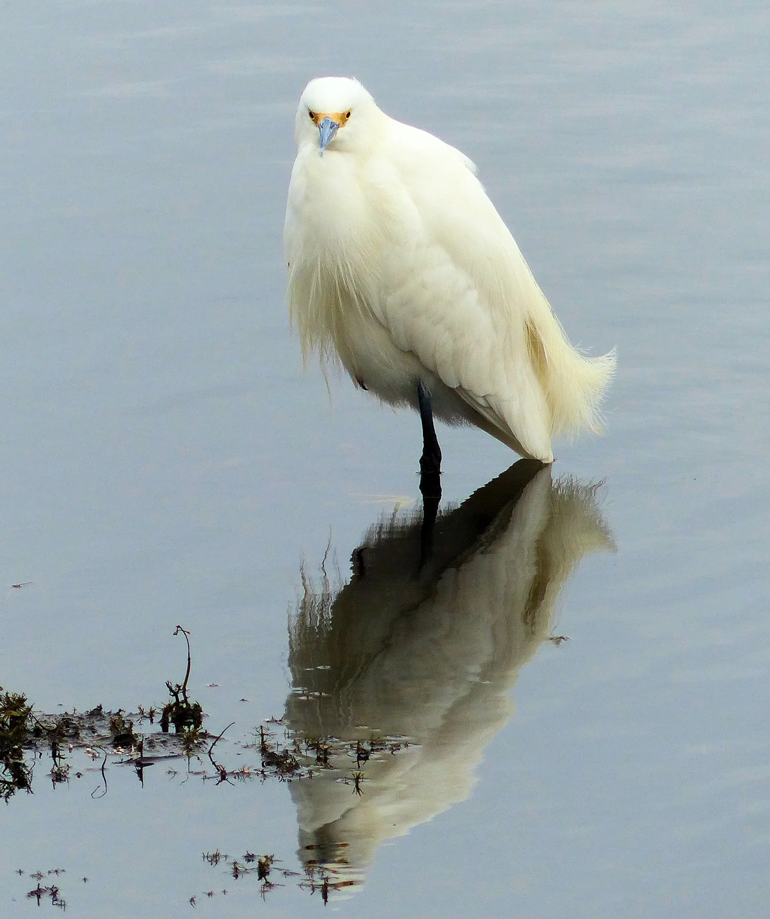 Reflections