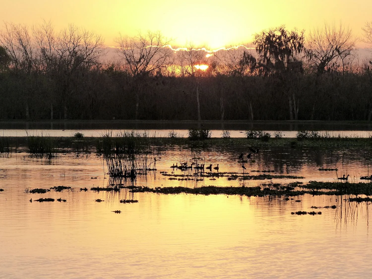Sunrise at 40-acre Lake, Brazos Bend