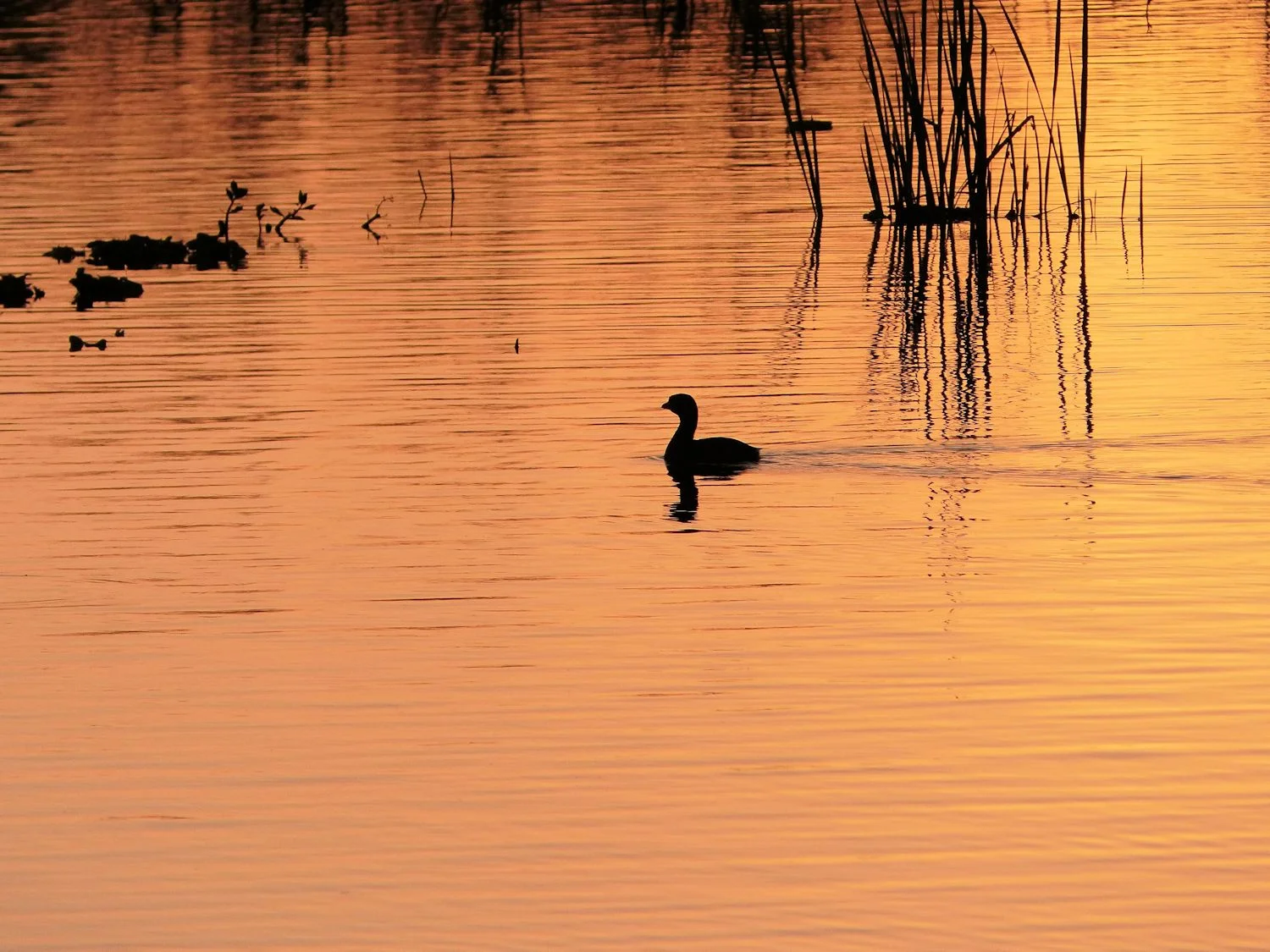 Solitary grebe at sunrse