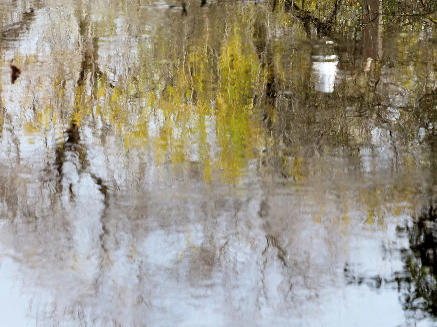 Reflection in standing water in my neighborhood