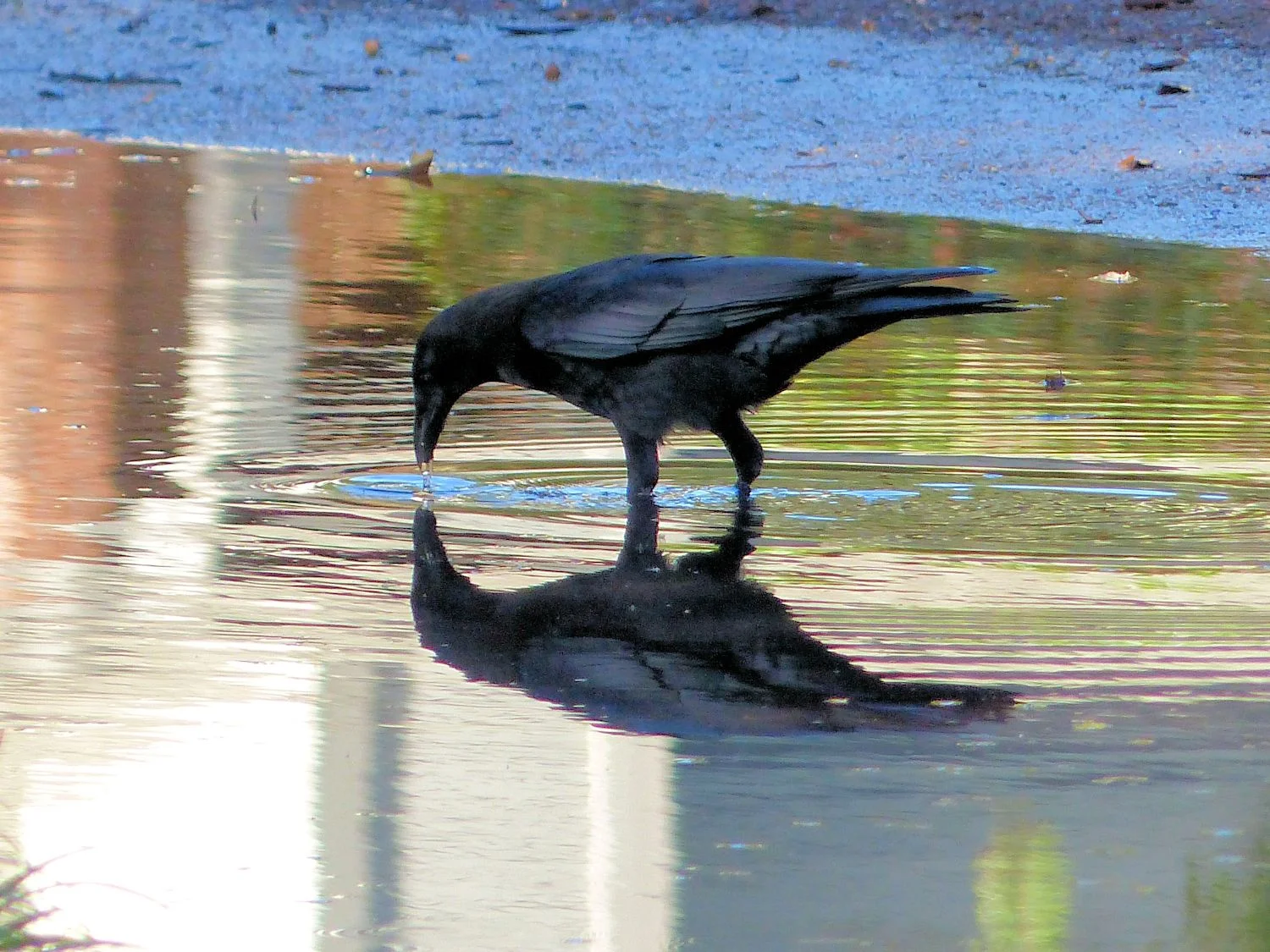 Crow in the neighborhood