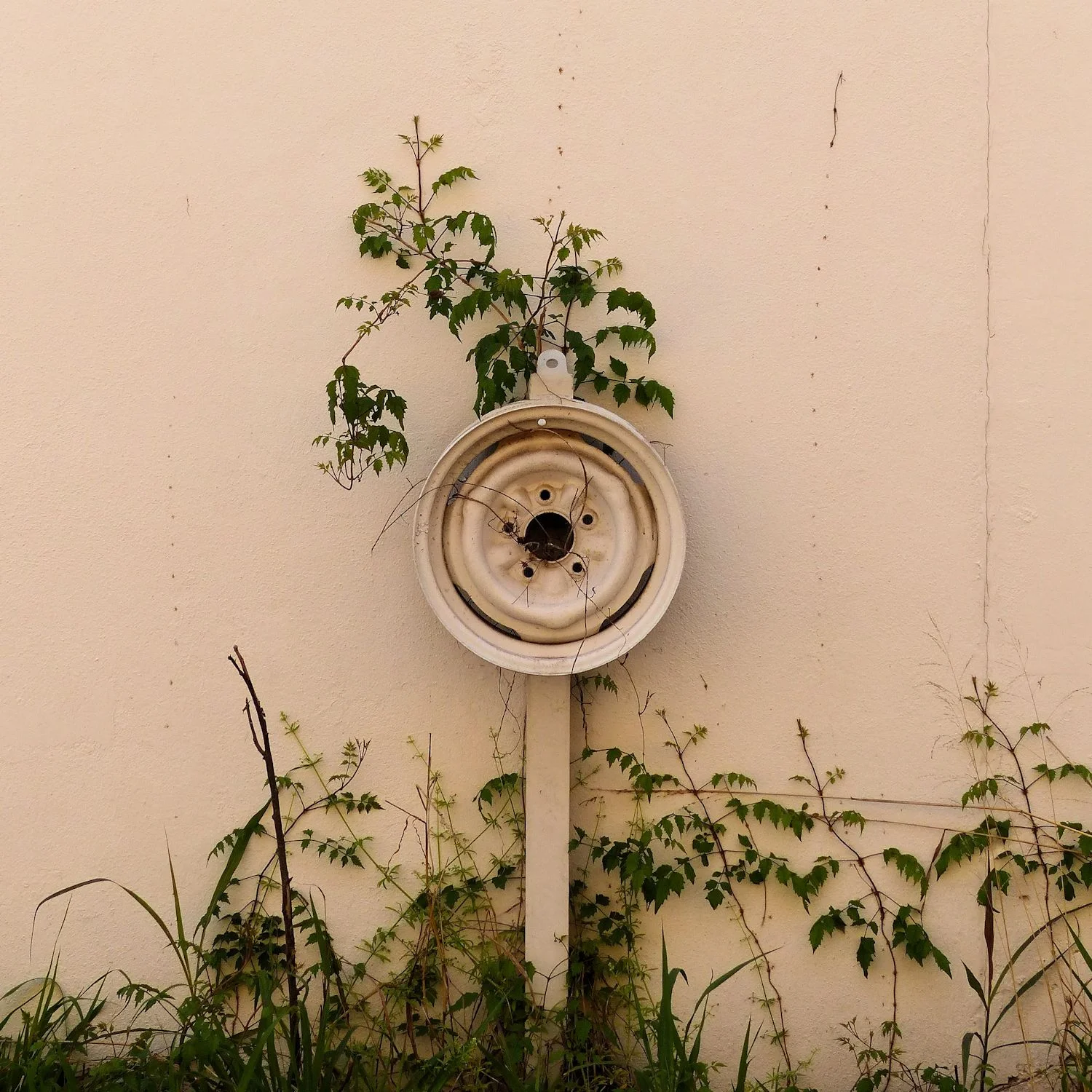 Plants against the wall