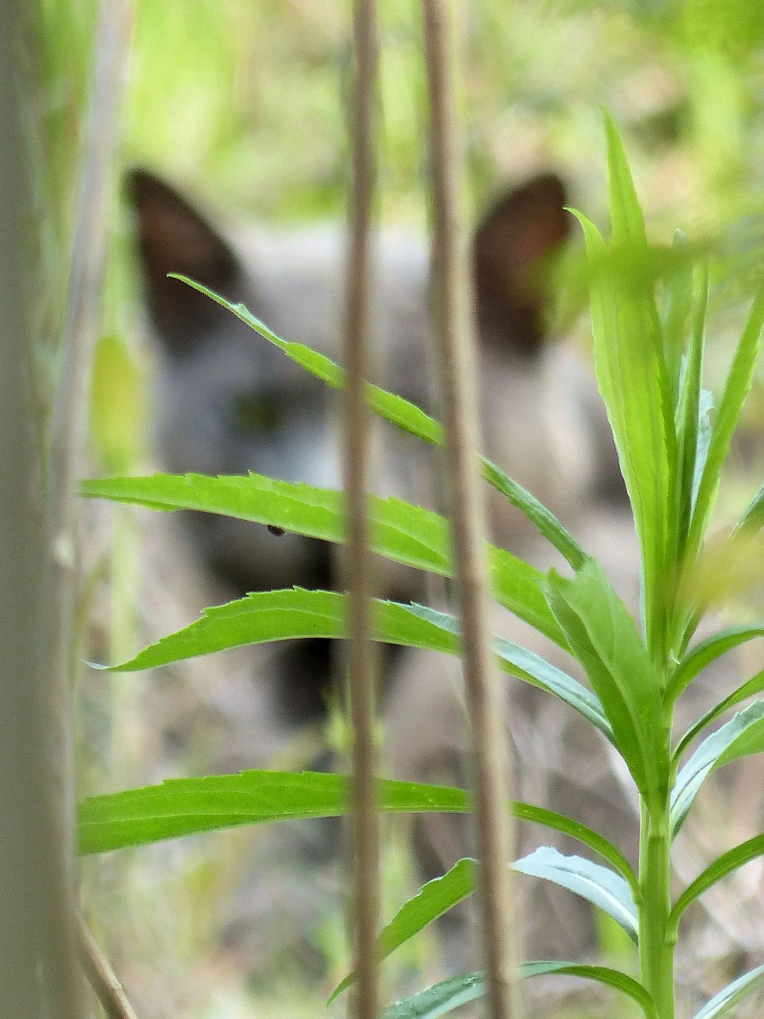Wild shy and sekrit kitteh