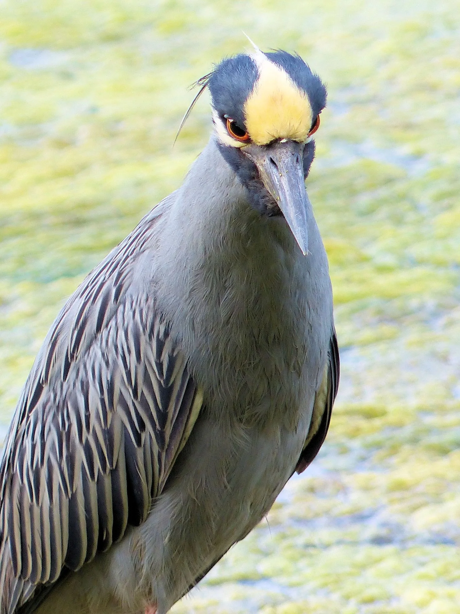 Yellow Crowned Night Heron with yucky background