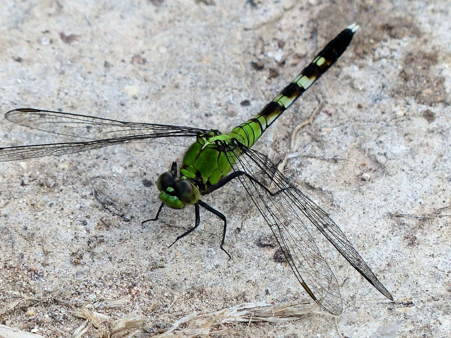 Unknown type of Green Dragonfly