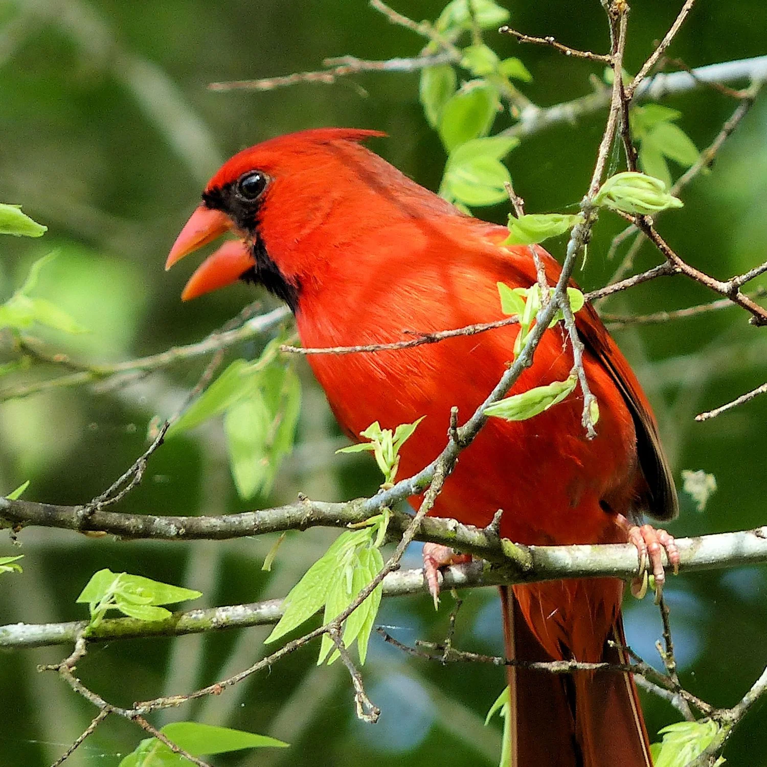 Northern Cardinal all bright and sassy