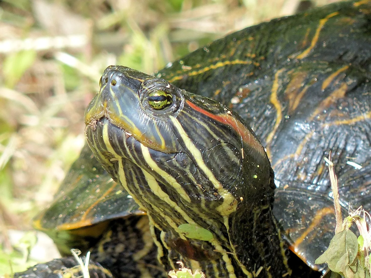 Red-eared turtle