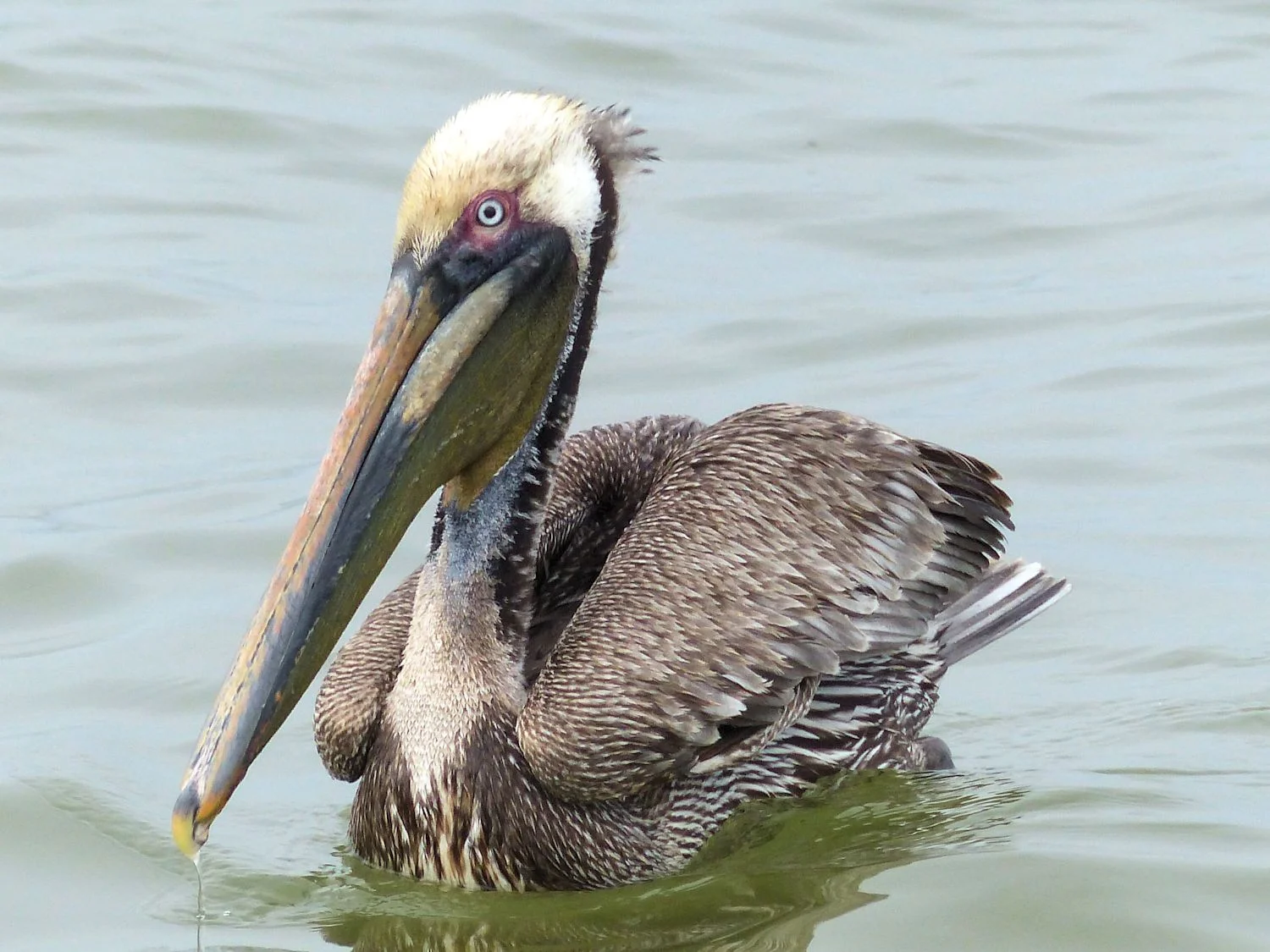 Brown Pelican floats high in the water