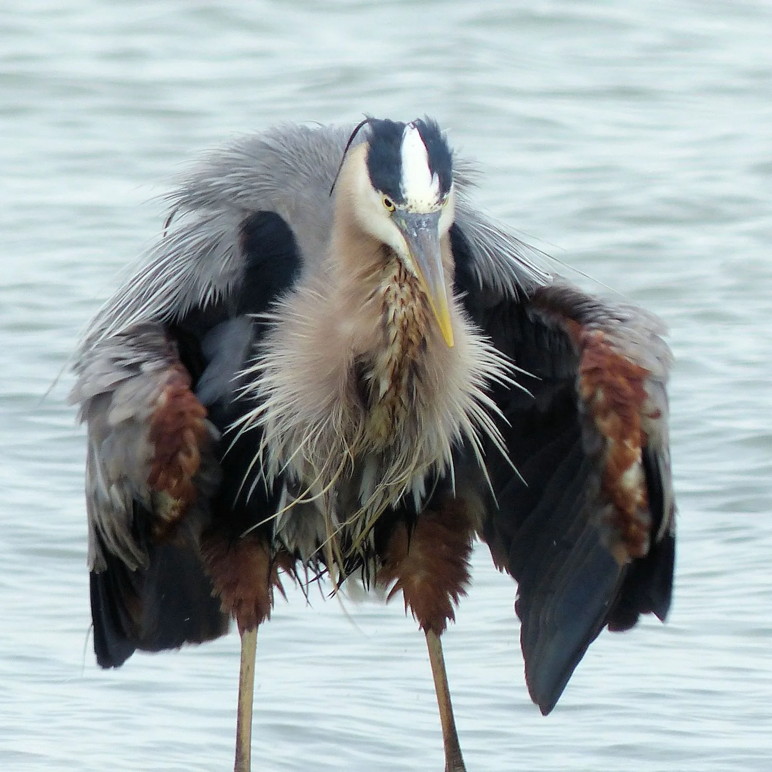 Great Blue Heron ... flasher! (He is really just shaking off the water)