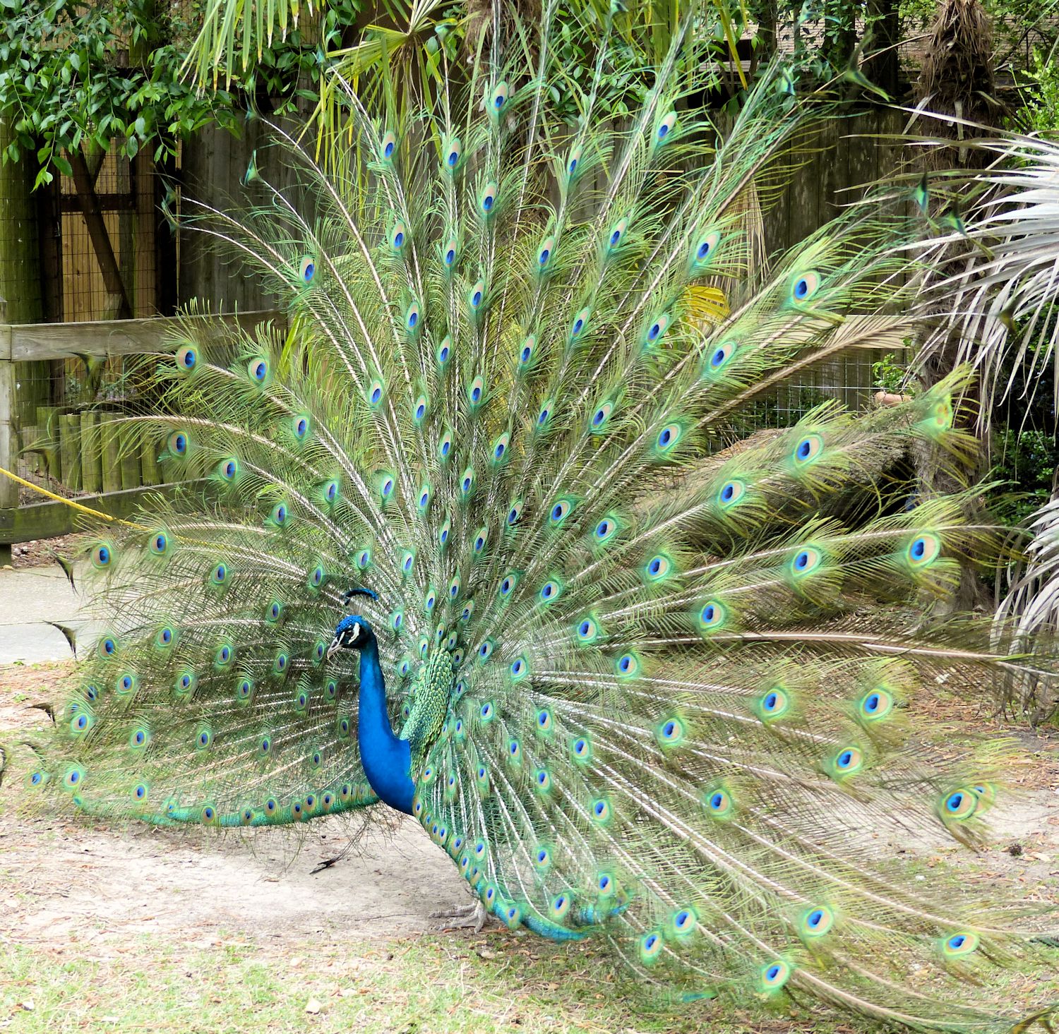 Male peacock showing off