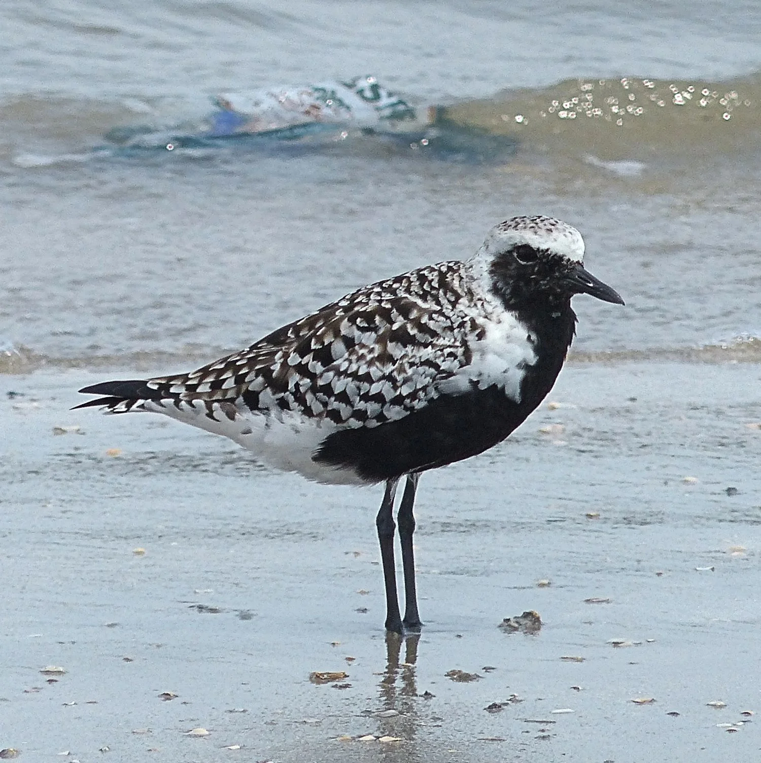 Black-bellied Plover with breeding plumage waiting until it is time to go North