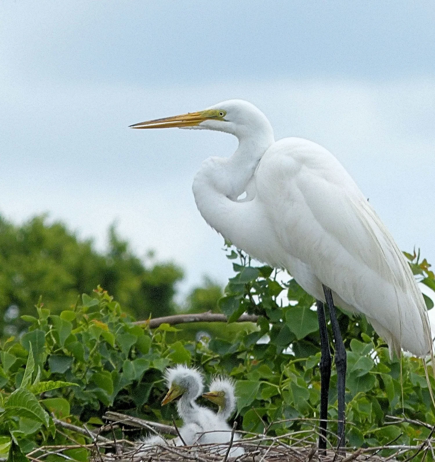 Great Egret with chicks