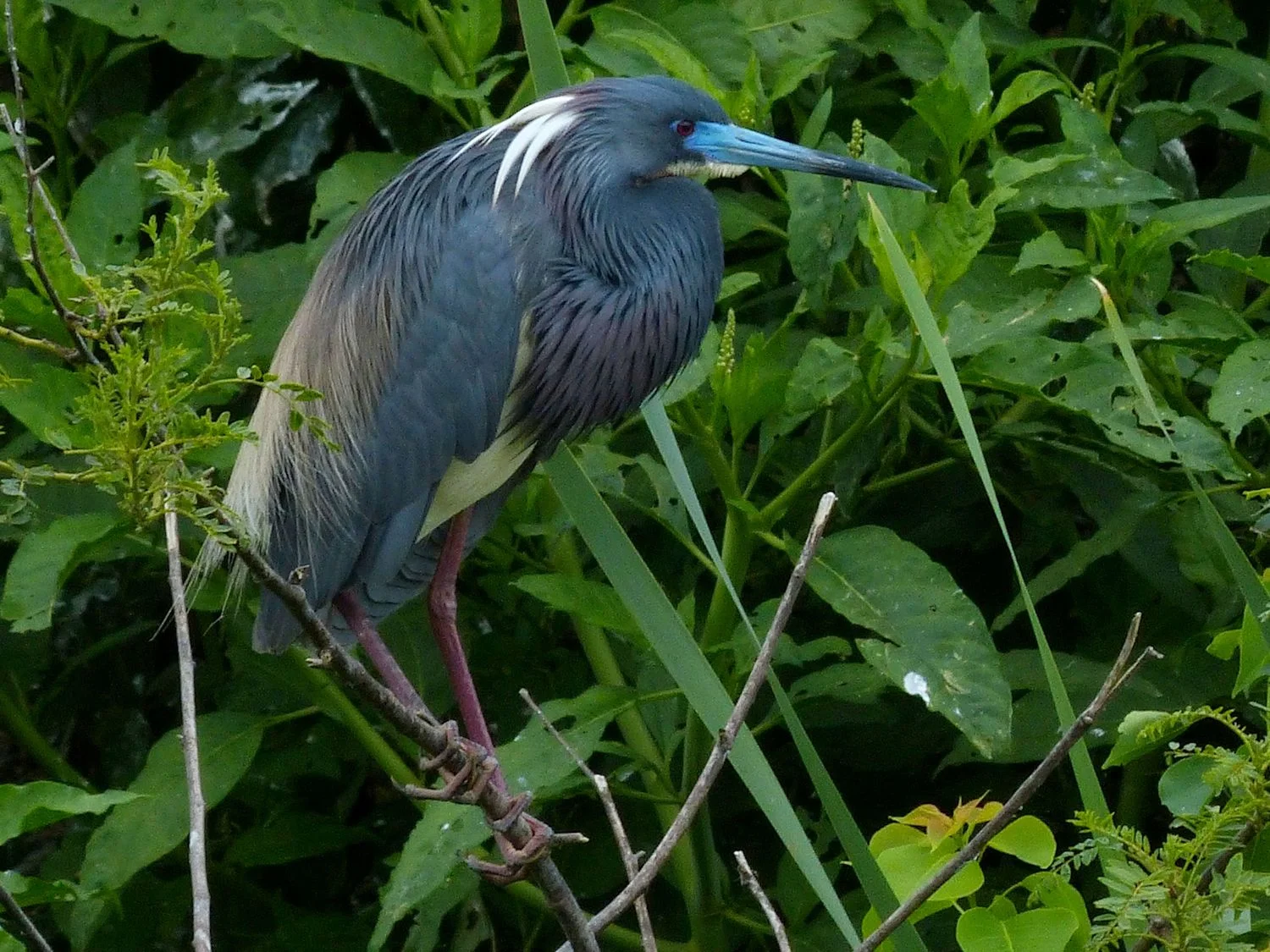 Tri Colored Heron