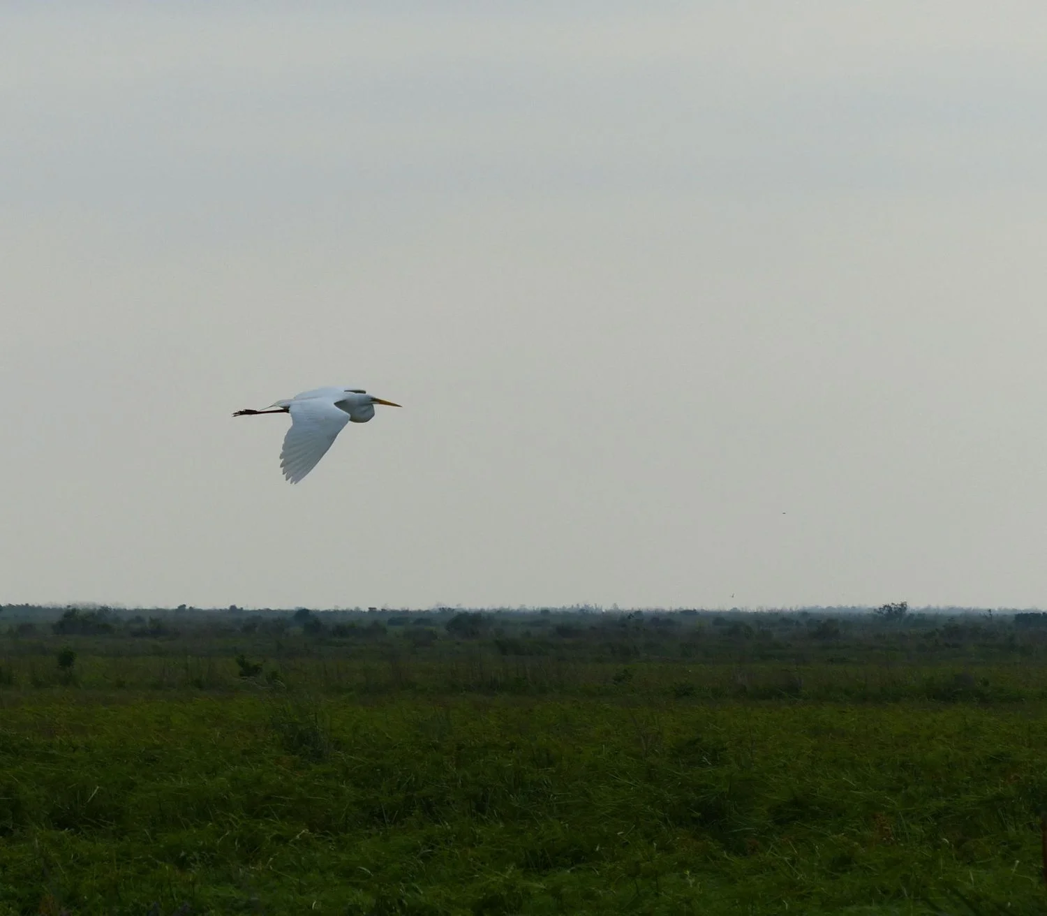 Great Egret in flight