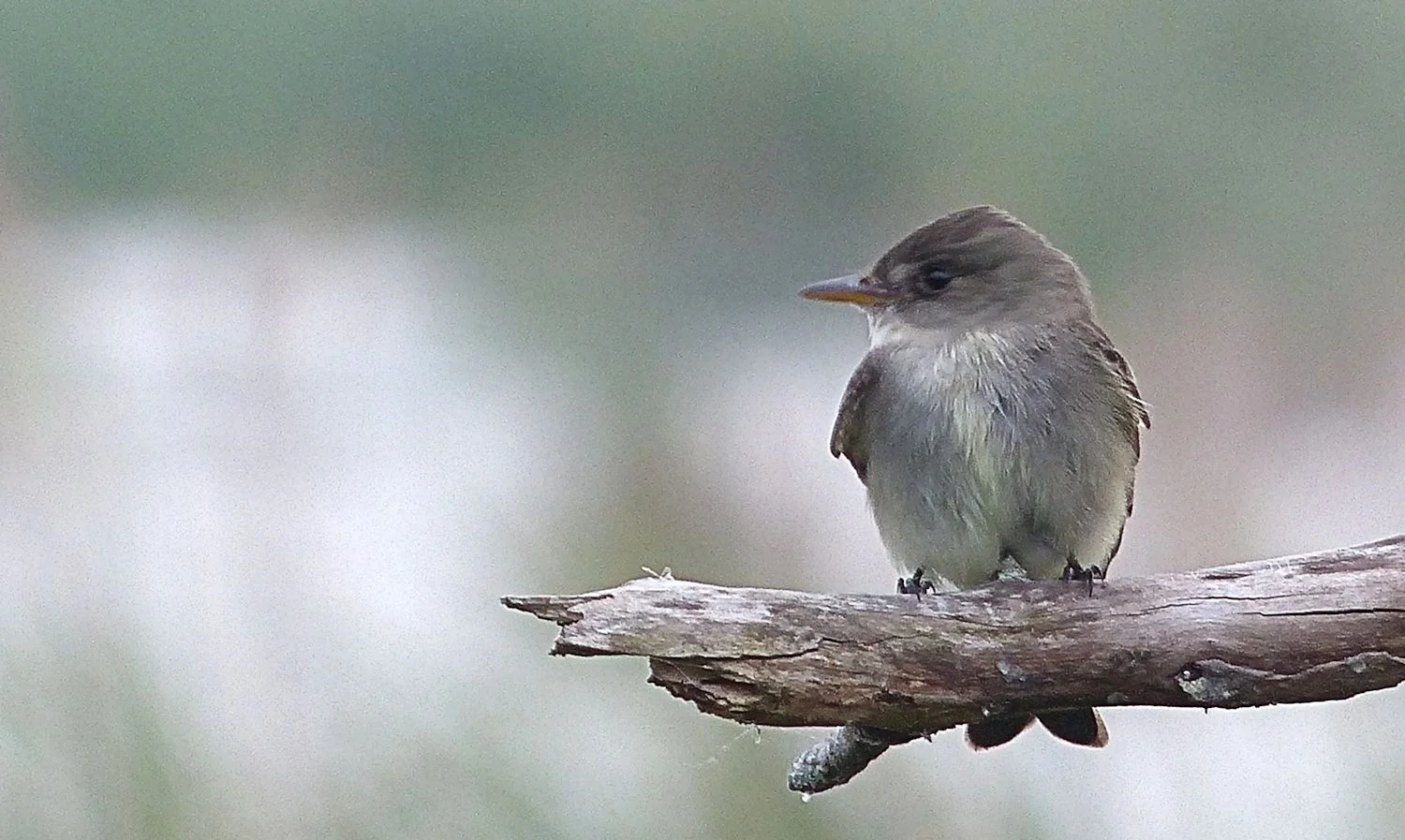 Eastern Phoebe