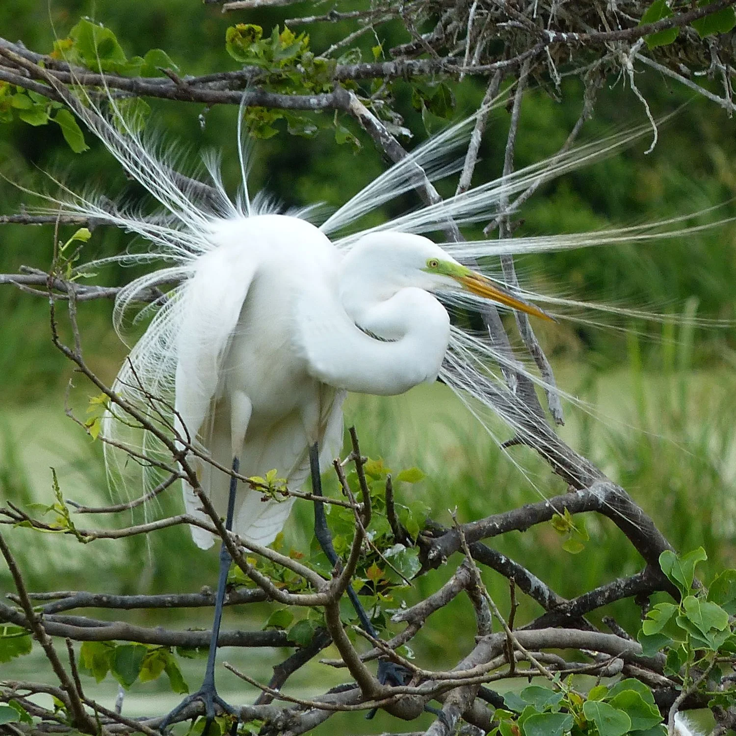 Great Egret in full breeding plumage