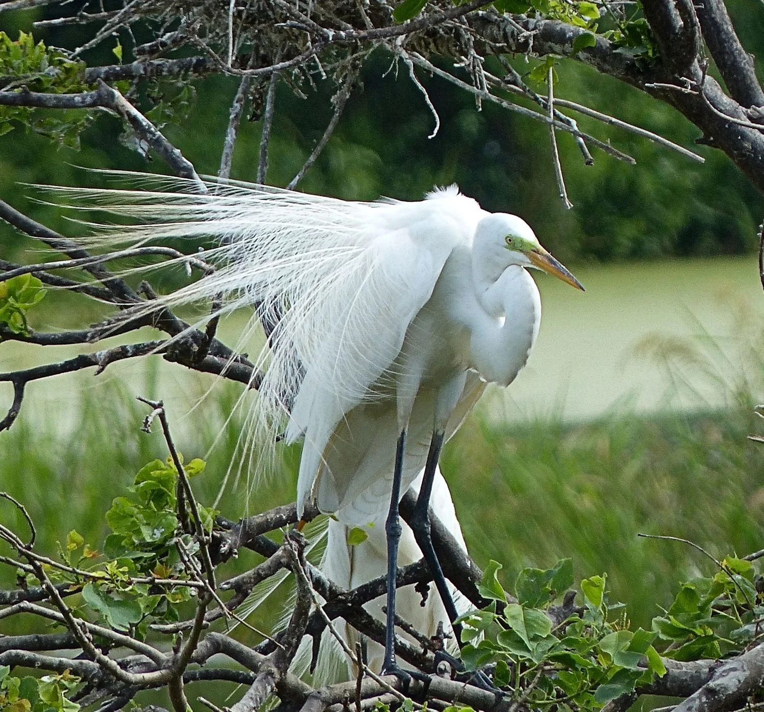 Great Egret displaying and showing off