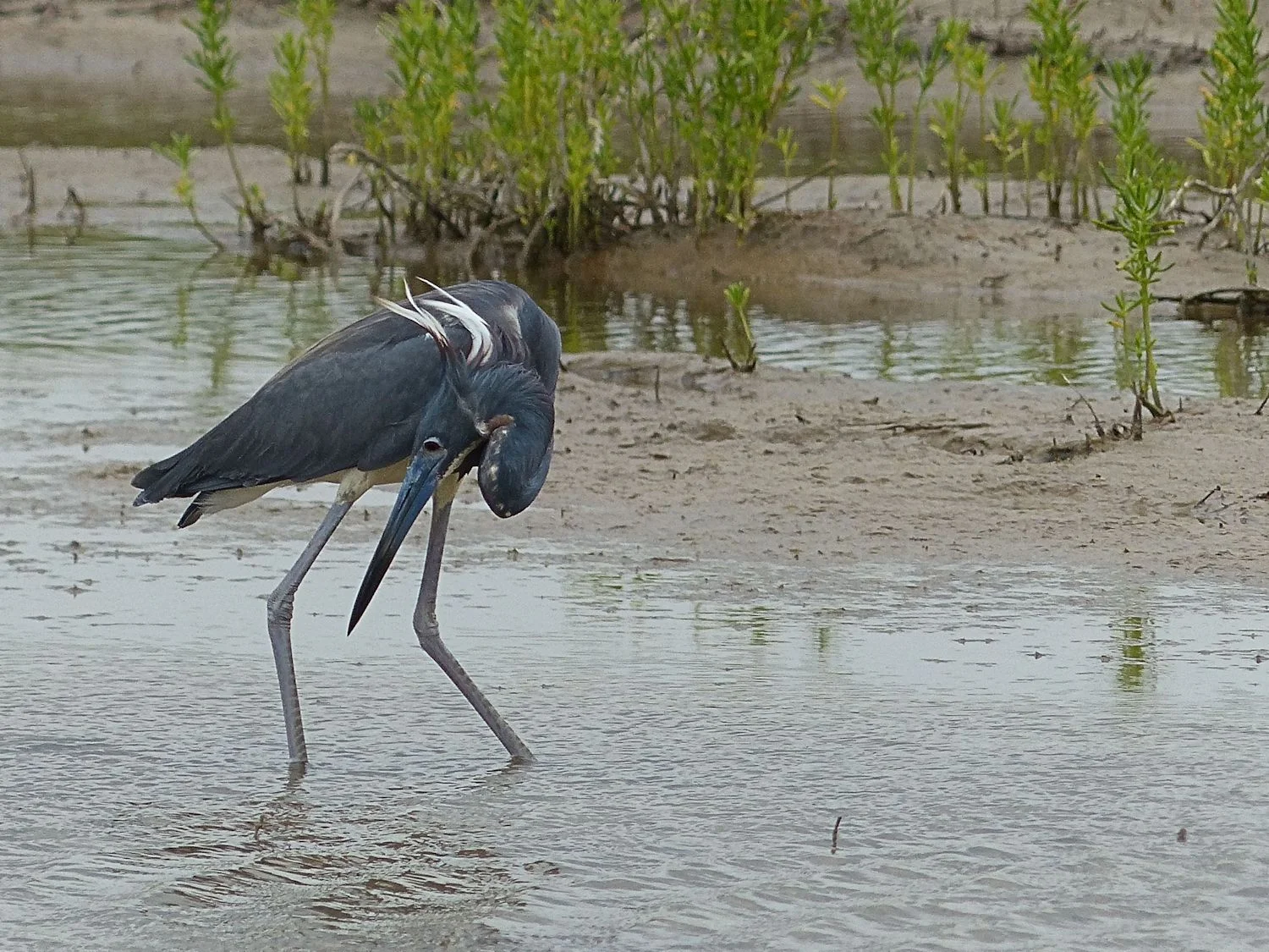 Tri-Colored Heron