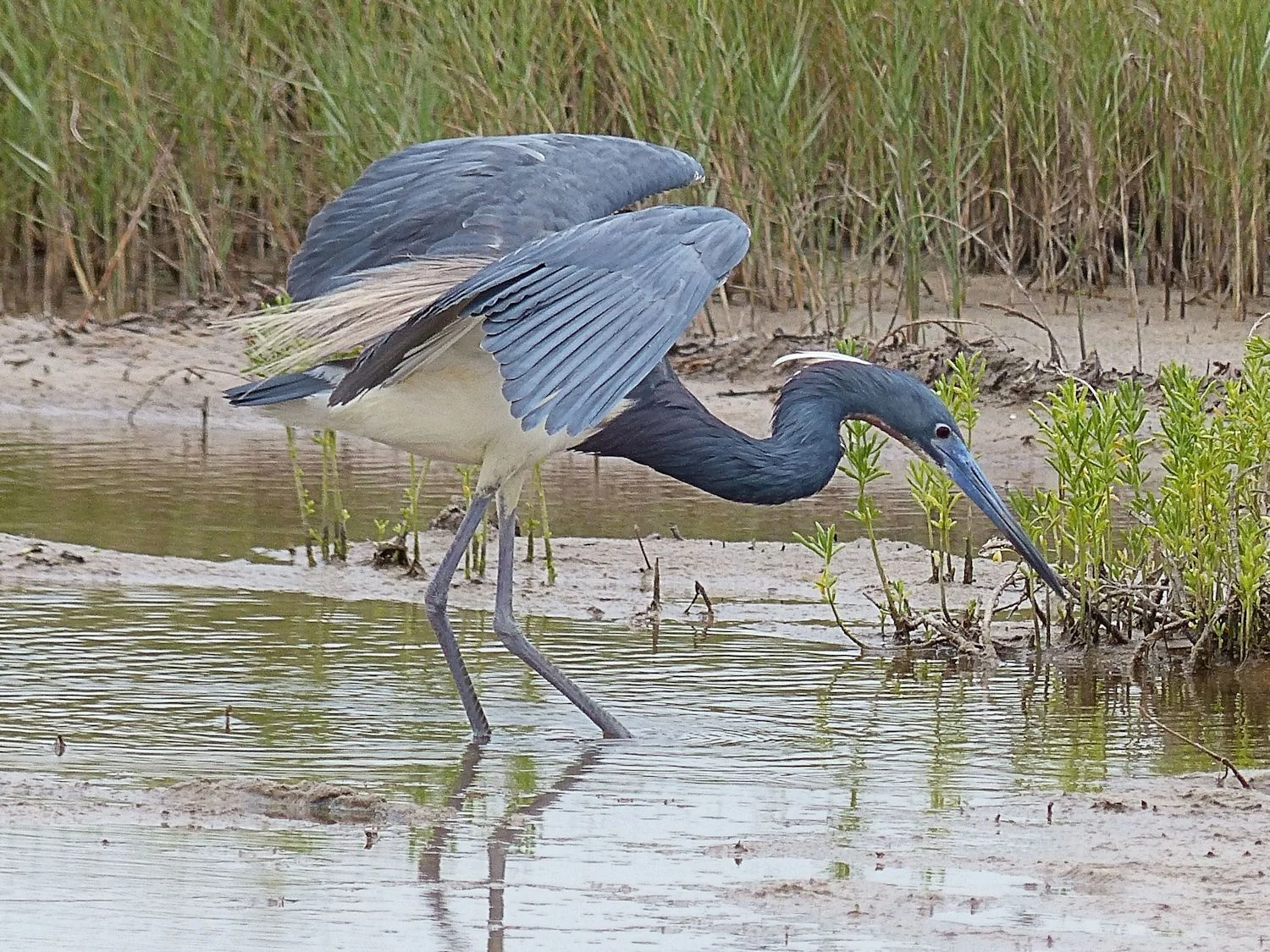 Tri Colored Heron ... shadowing 