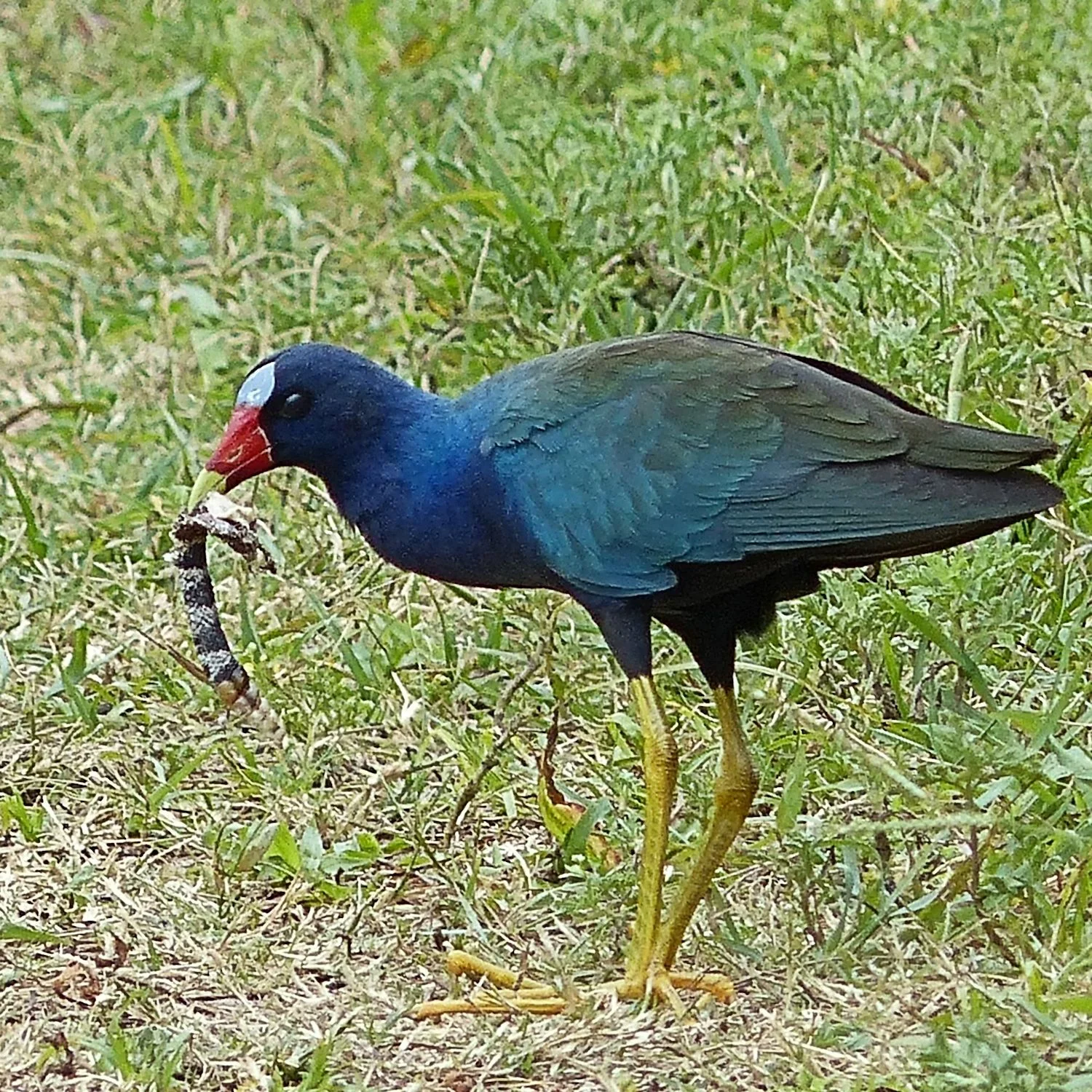 Purple Gallinule with a strange item