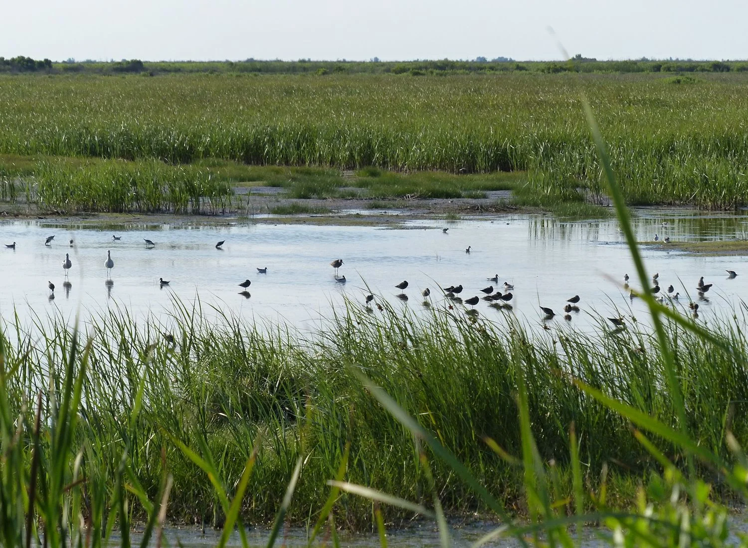 Birds on the shallow ponds