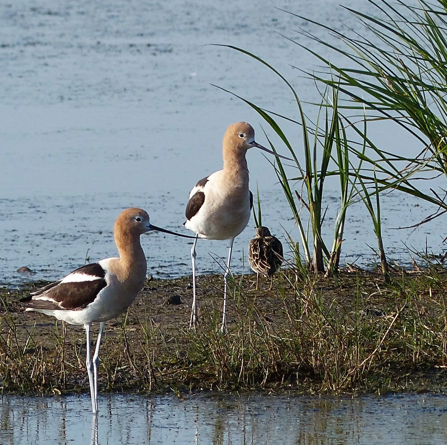 American Avocets
