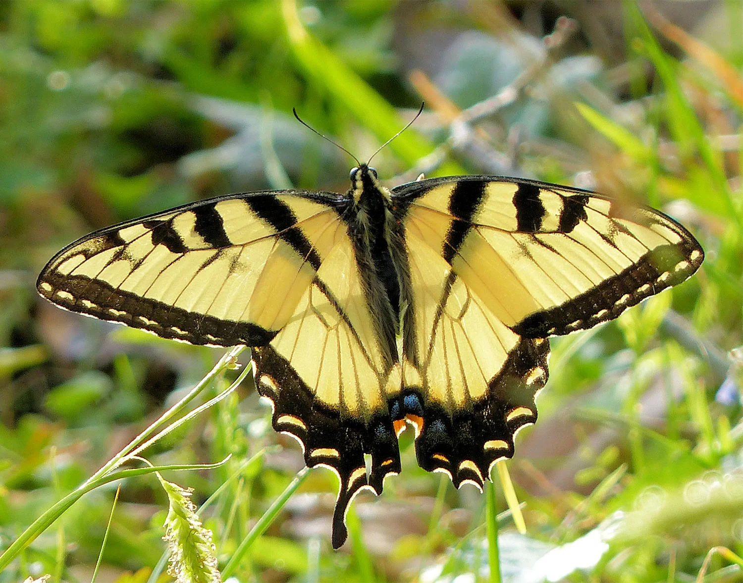 Butterfly