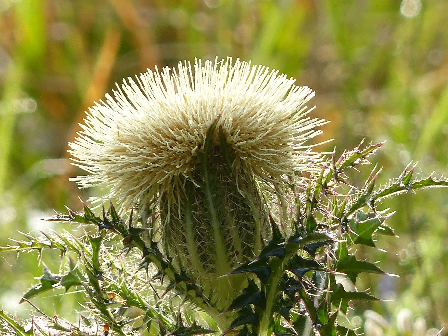 Thistle