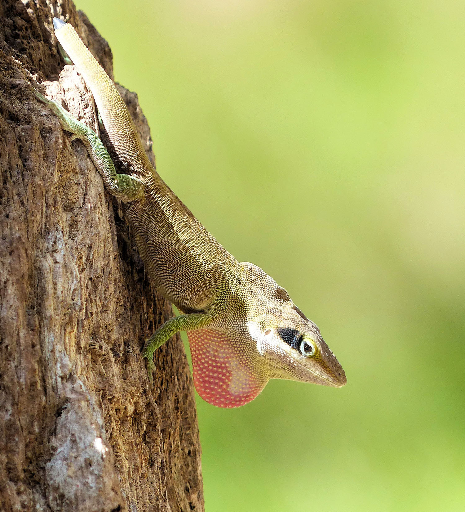 Anole in full threat display 