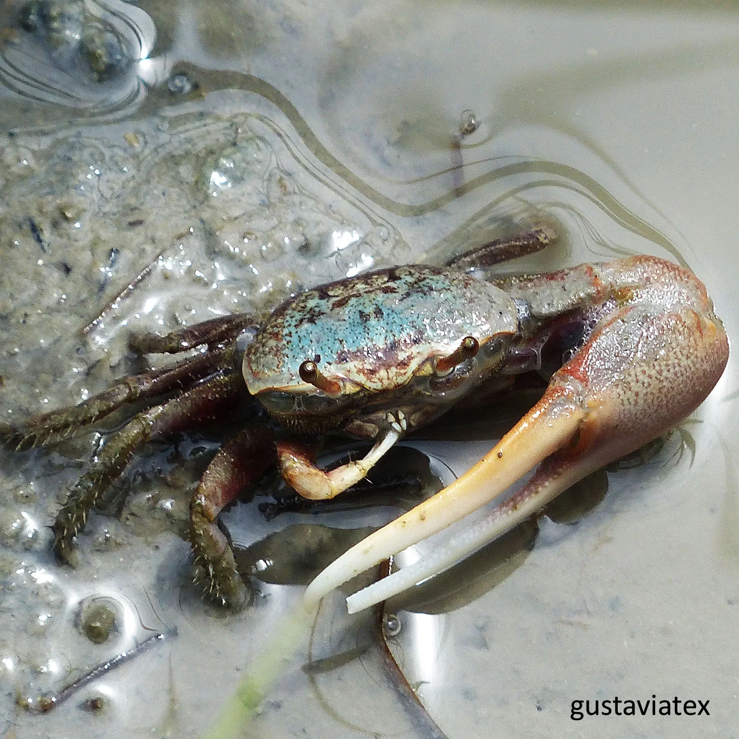 Fiddler Crab eating a tasty bite of muck