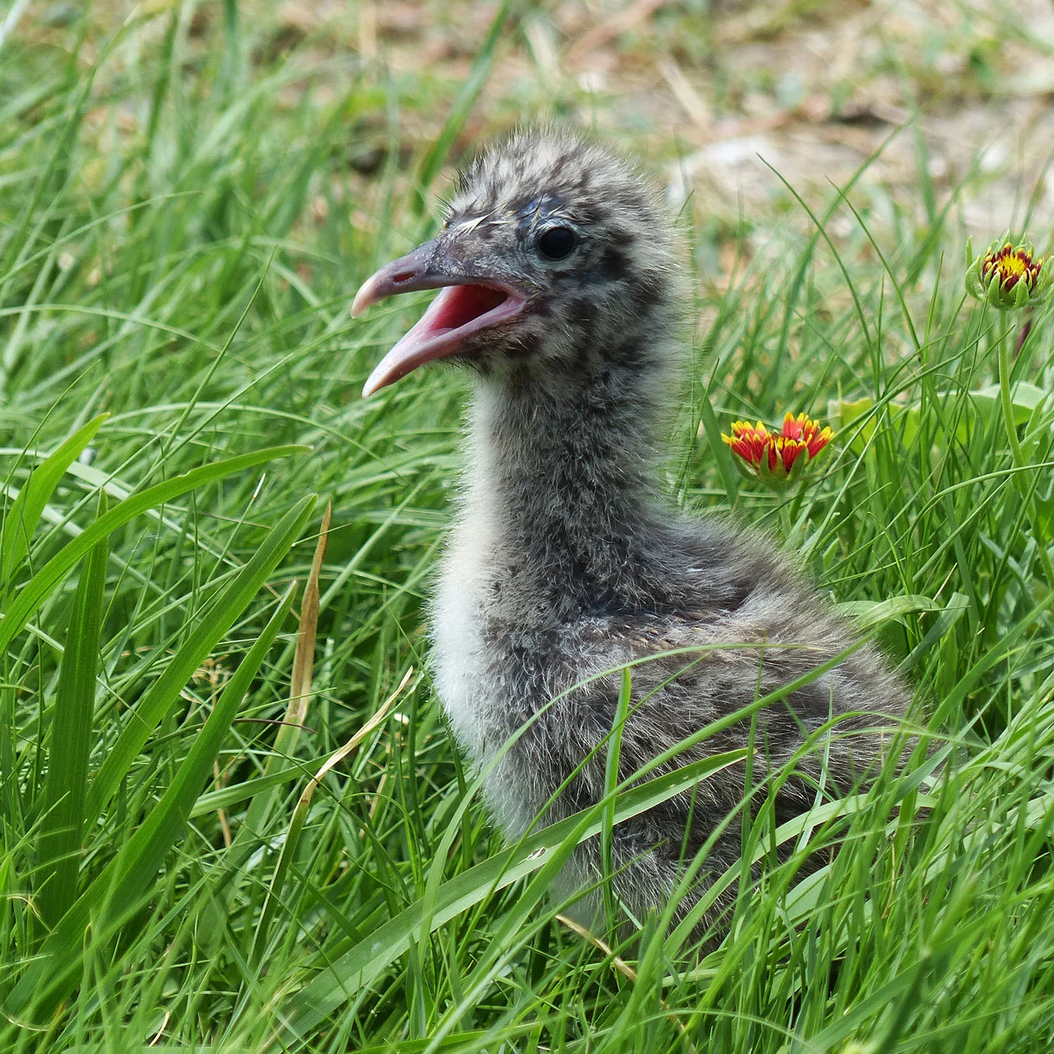 Laughing Gull Chick