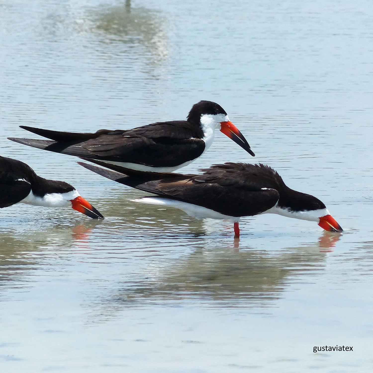 Black Skimmers near nesting area