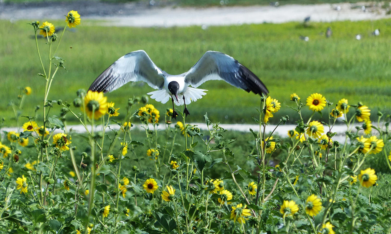 Laughing Gull hovering over nest