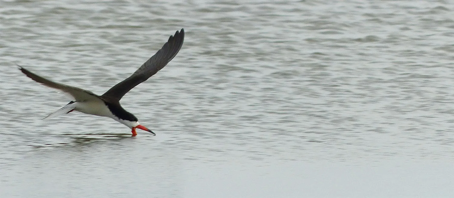 Black Skimmer skimming